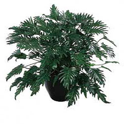 فیلودندرون زانادو